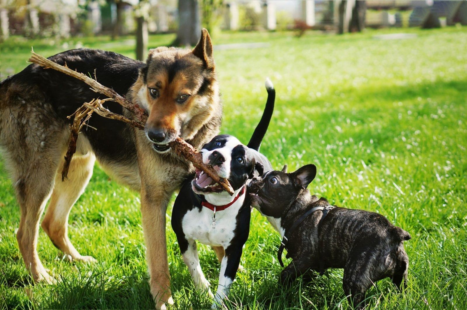 Dog travelling with its South African family to the United Kingdom